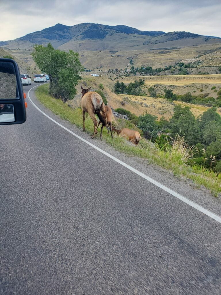 Elk butt in Yellowstone National Park