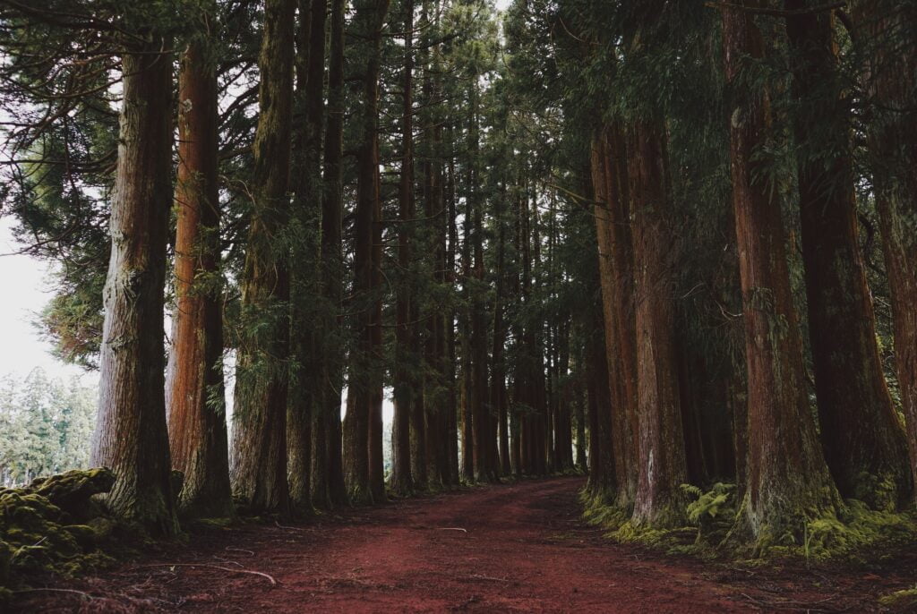 Redwood national park